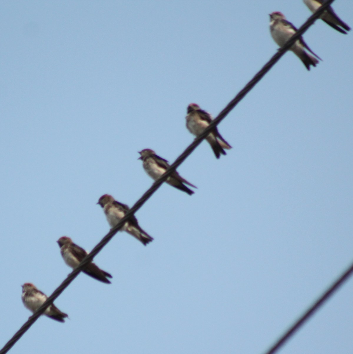 Streak-throated Swallow - Madhavi Babtiwale