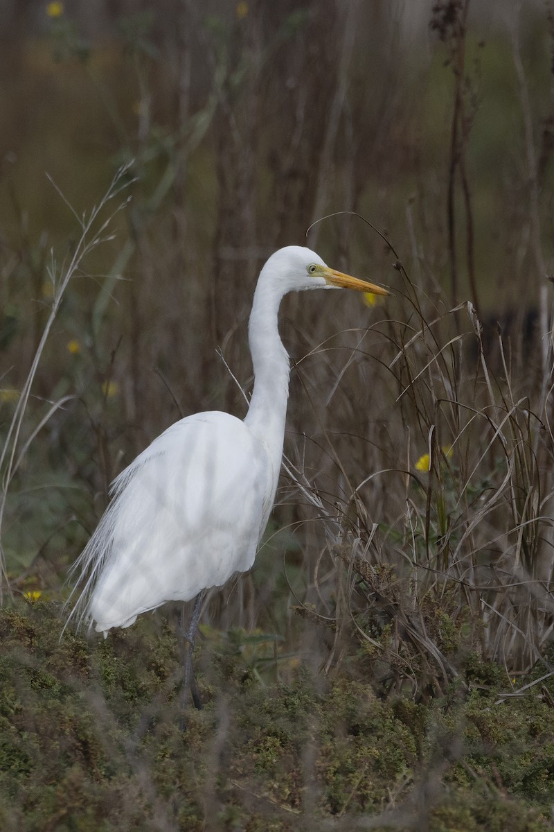 Plumed Egret - Mal Holliday