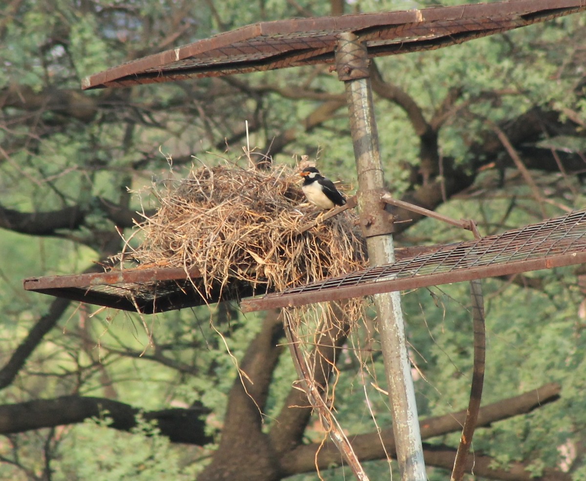 Indian Pied Starling - Madhavi Babtiwale