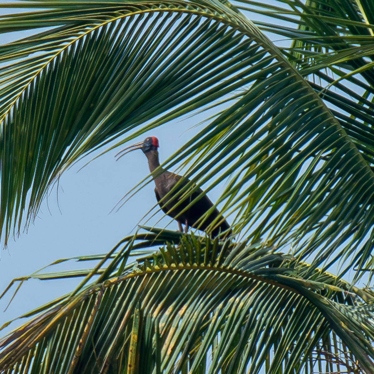 Red-naped Ibis - ML619477284