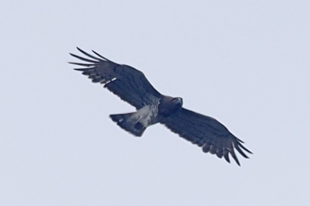 Short-toed Snake-Eagle - Donna Pomeroy