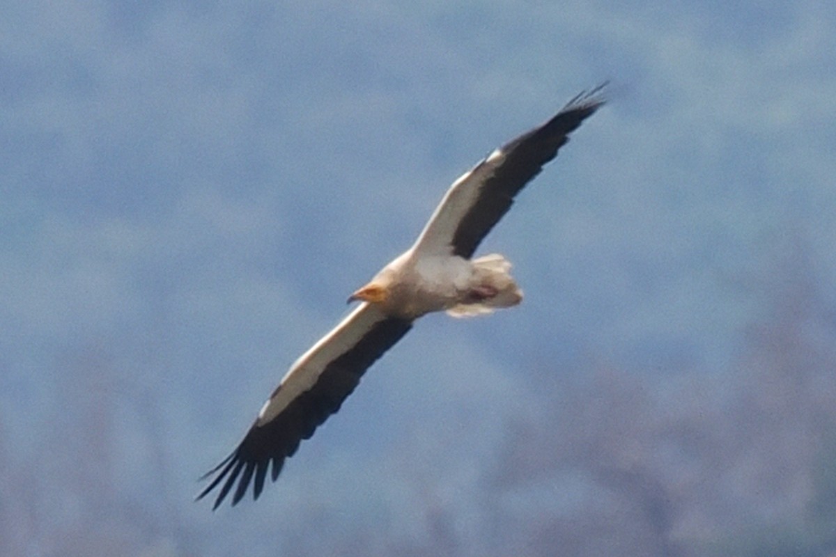 Egyptian Vulture - Donna Pomeroy