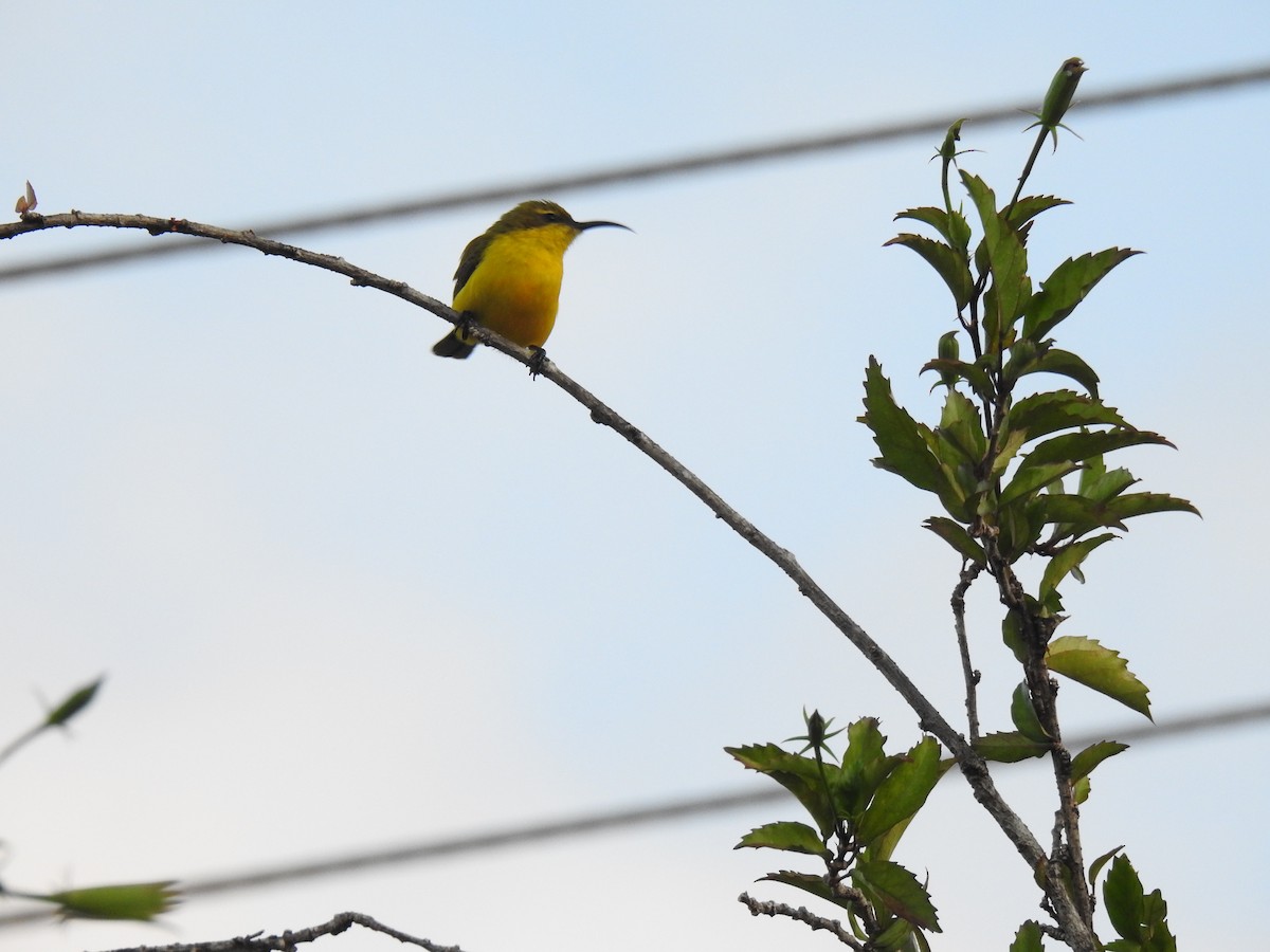 Sahul Sunbird - Monica Mesch