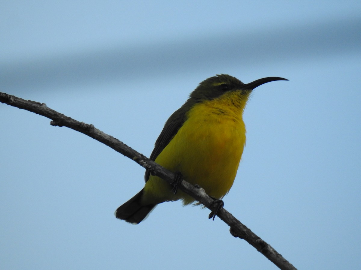 Sahul Sunbird - Monica Mesch