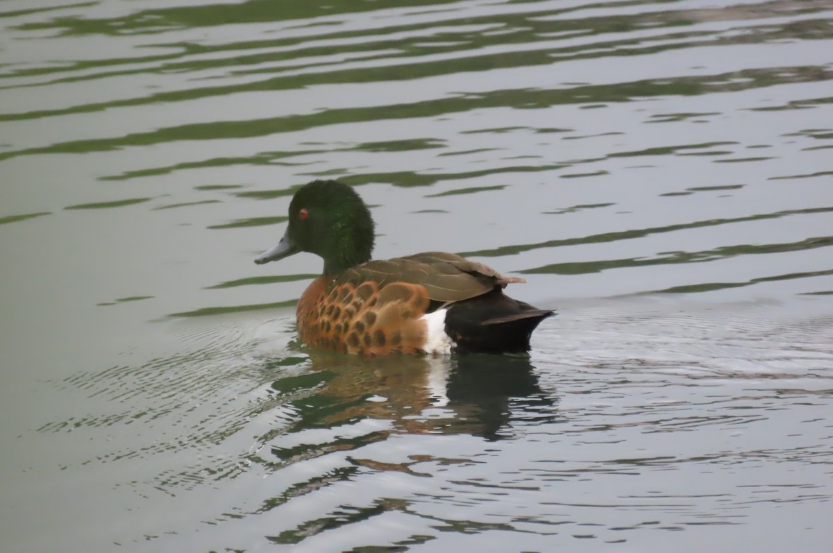 Chestnut Teal - Sarah Chaplin