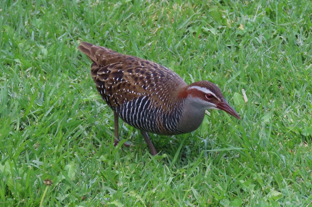 Buff-banded Rail - Sarah Chaplin