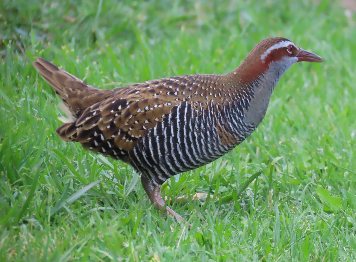 Buff-banded Rail - Sarah Chaplin