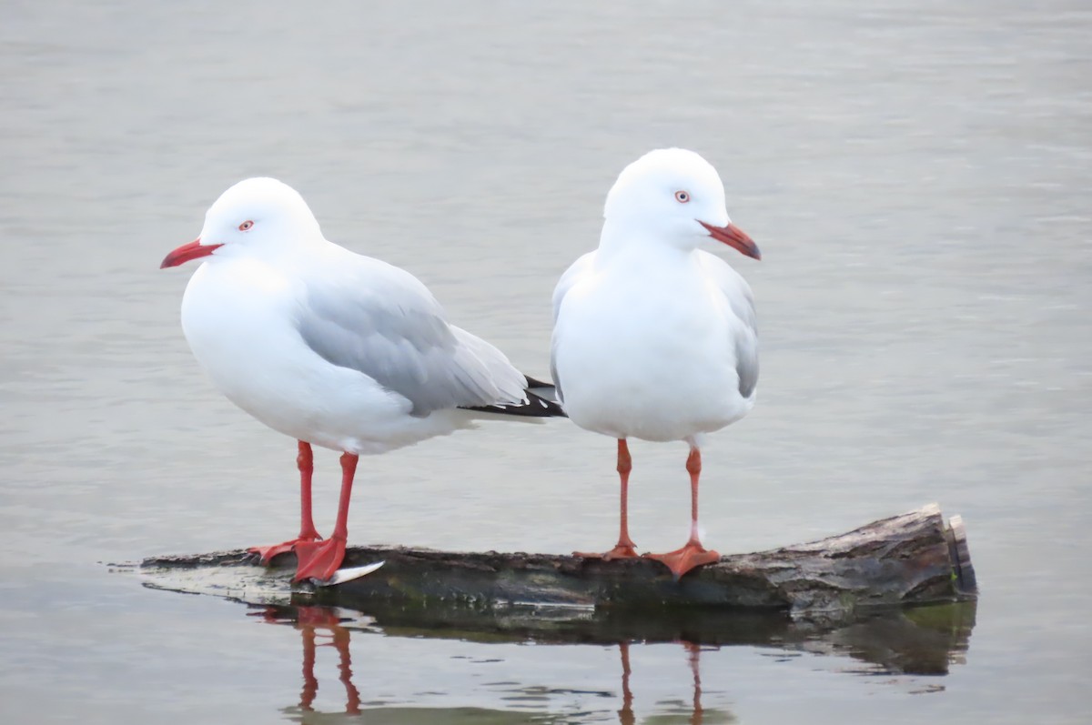 Silver Gull - Sarah Chaplin