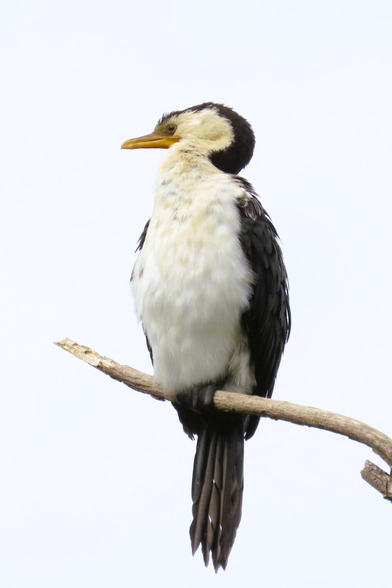 Little Pied Cormorant - Sarah Chaplin