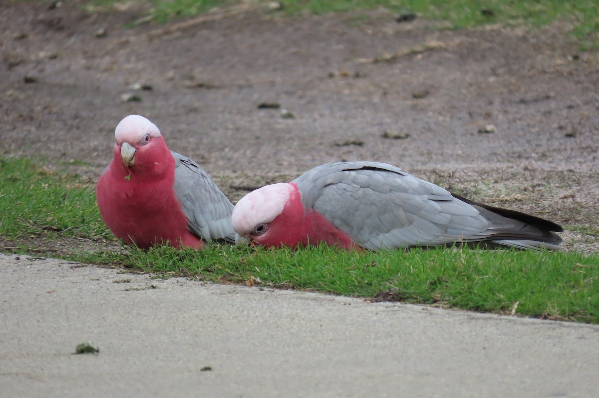 Galah - Sarah Chaplin