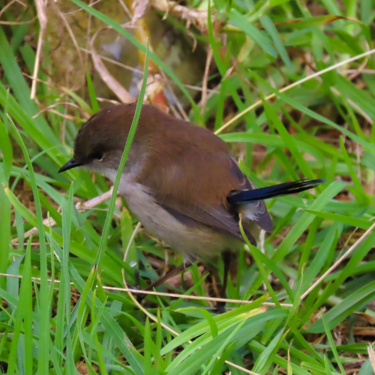 Superb Fairywren - Sarah Chaplin