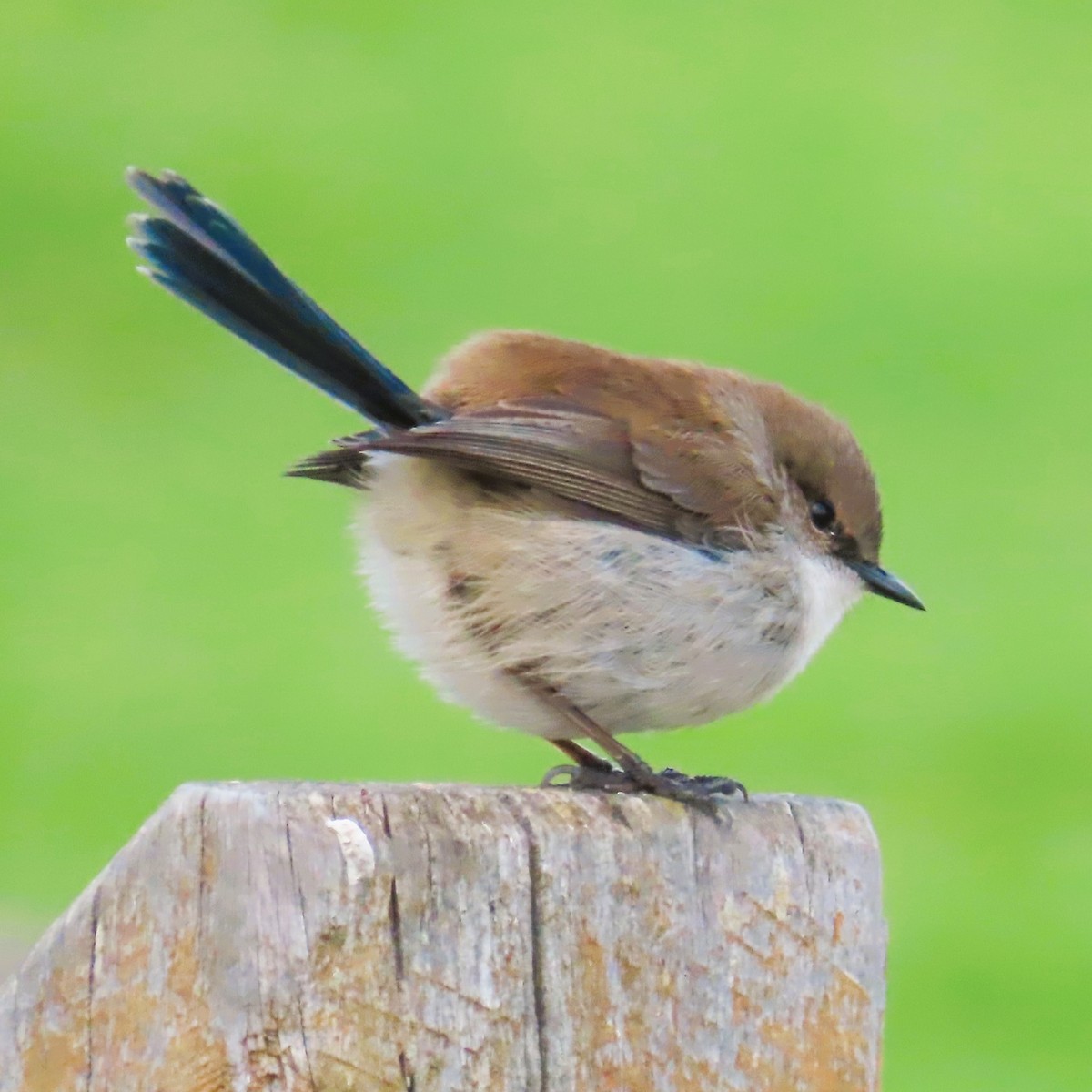 Superb Fairywren - Sarah Chaplin