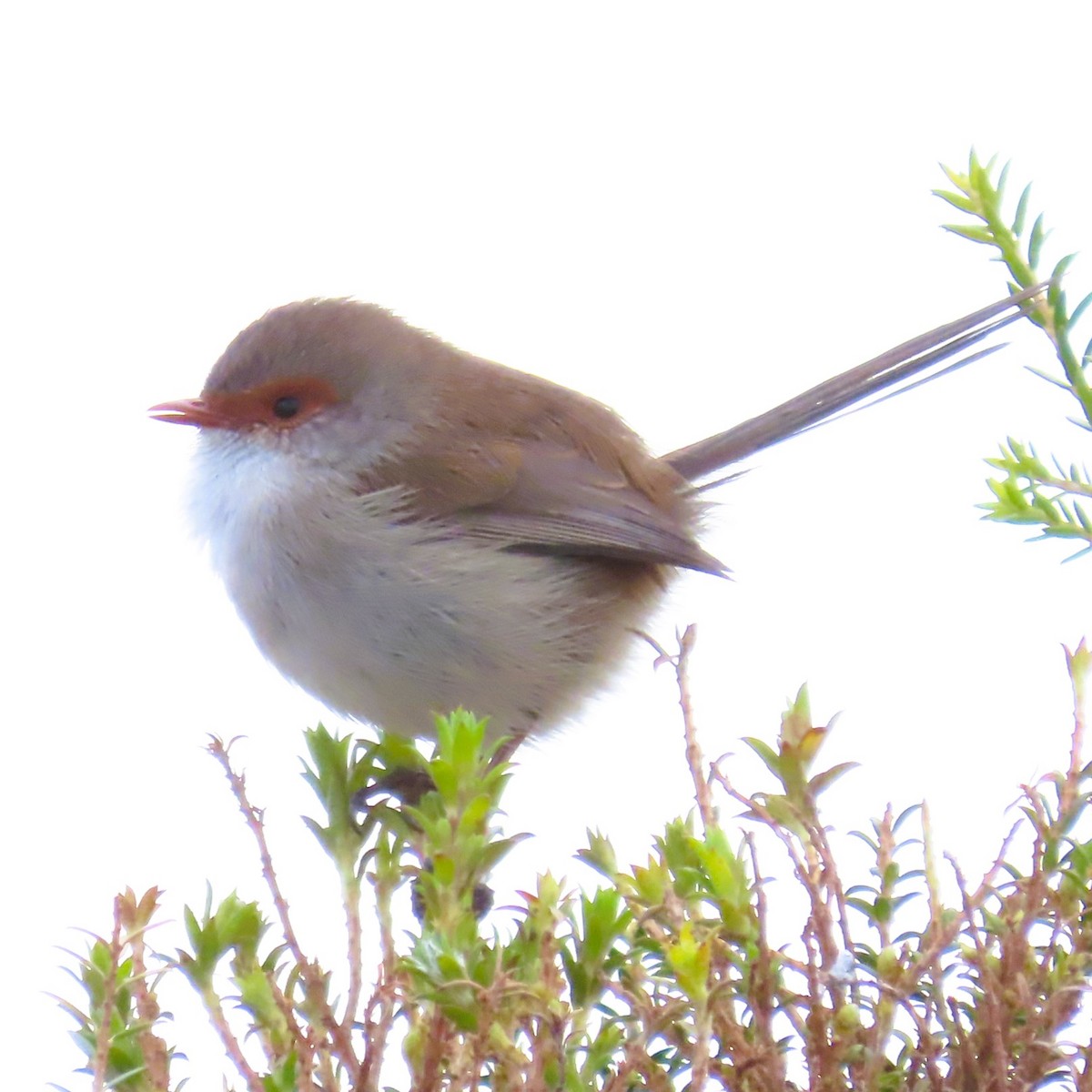 Superb Fairywren - Sarah Chaplin