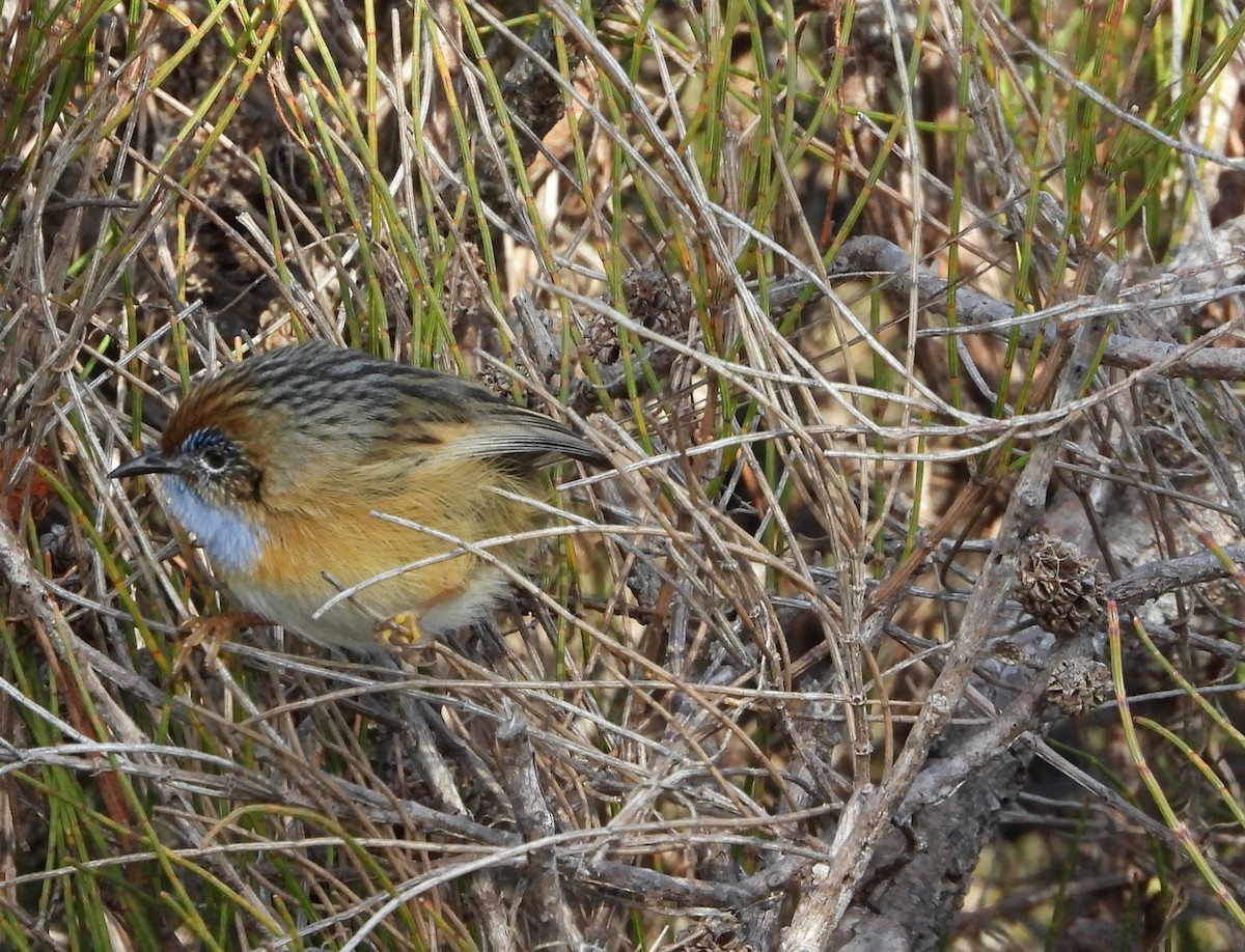 Southern Emuwren - Rodney van den Brink