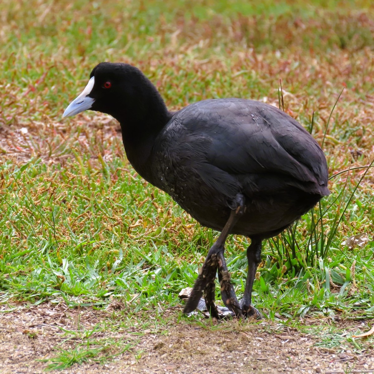 Eurasian Coot - Sarah Chaplin