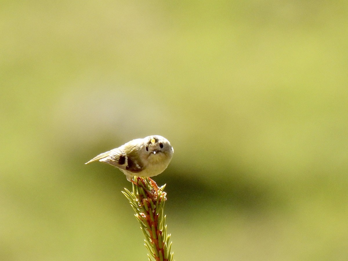 Goldcrest - pierre geoffray