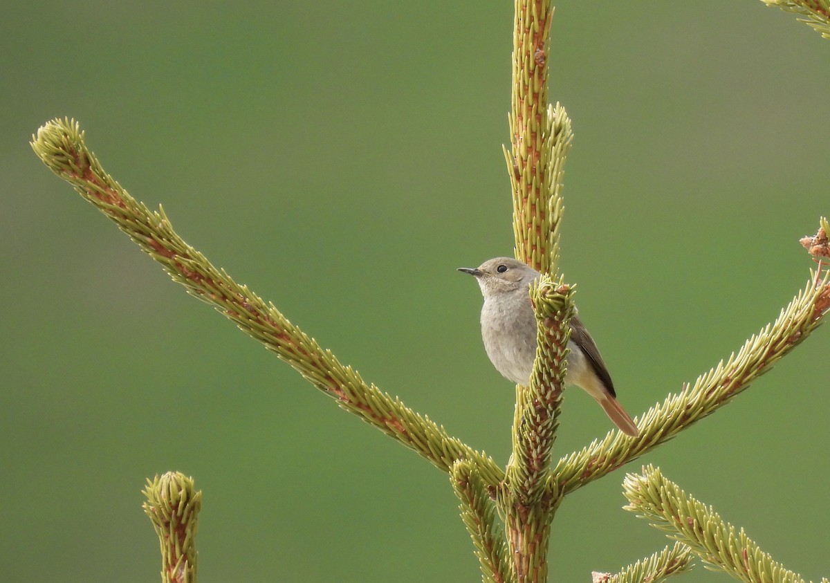 Black Redstart - ML619477335