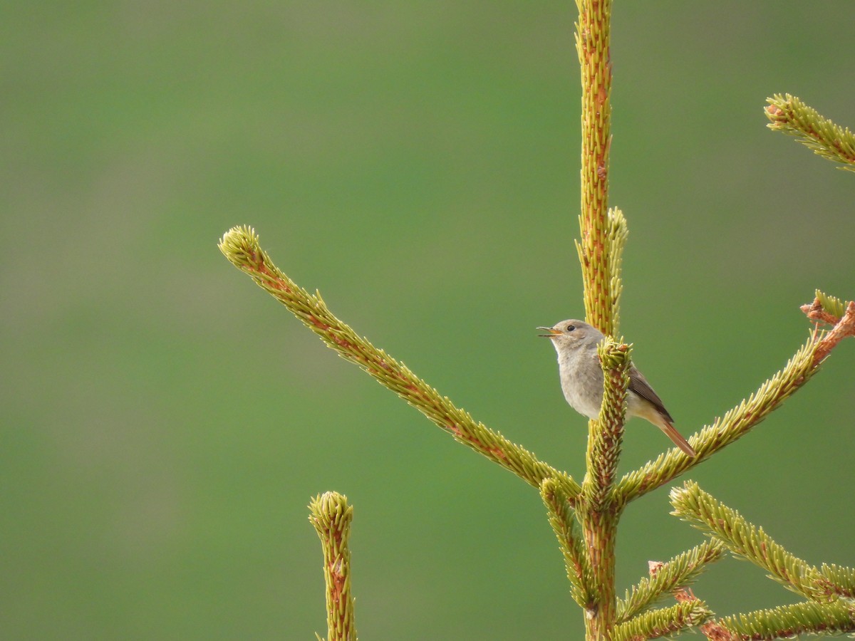 Black Redstart - pierre geoffray