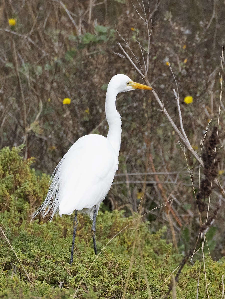 Plumed Egret - Mal Holliday