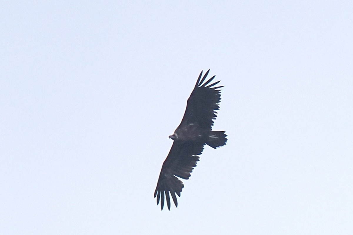 Cinereous Vulture - Donna Pomeroy