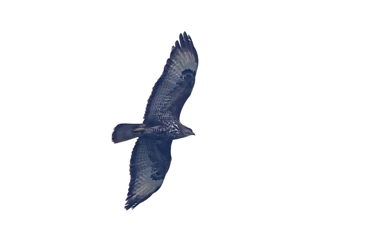 Common Buzzard - Donna Pomeroy