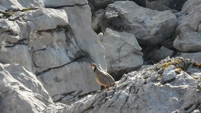 Rock Partridge - ML619477349