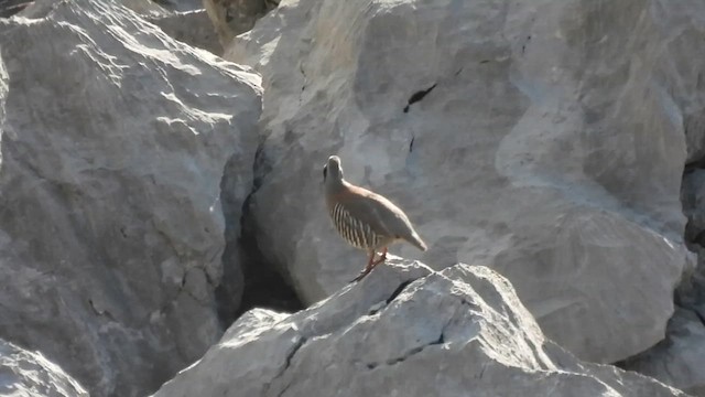 Rock Partridge - ML619477350