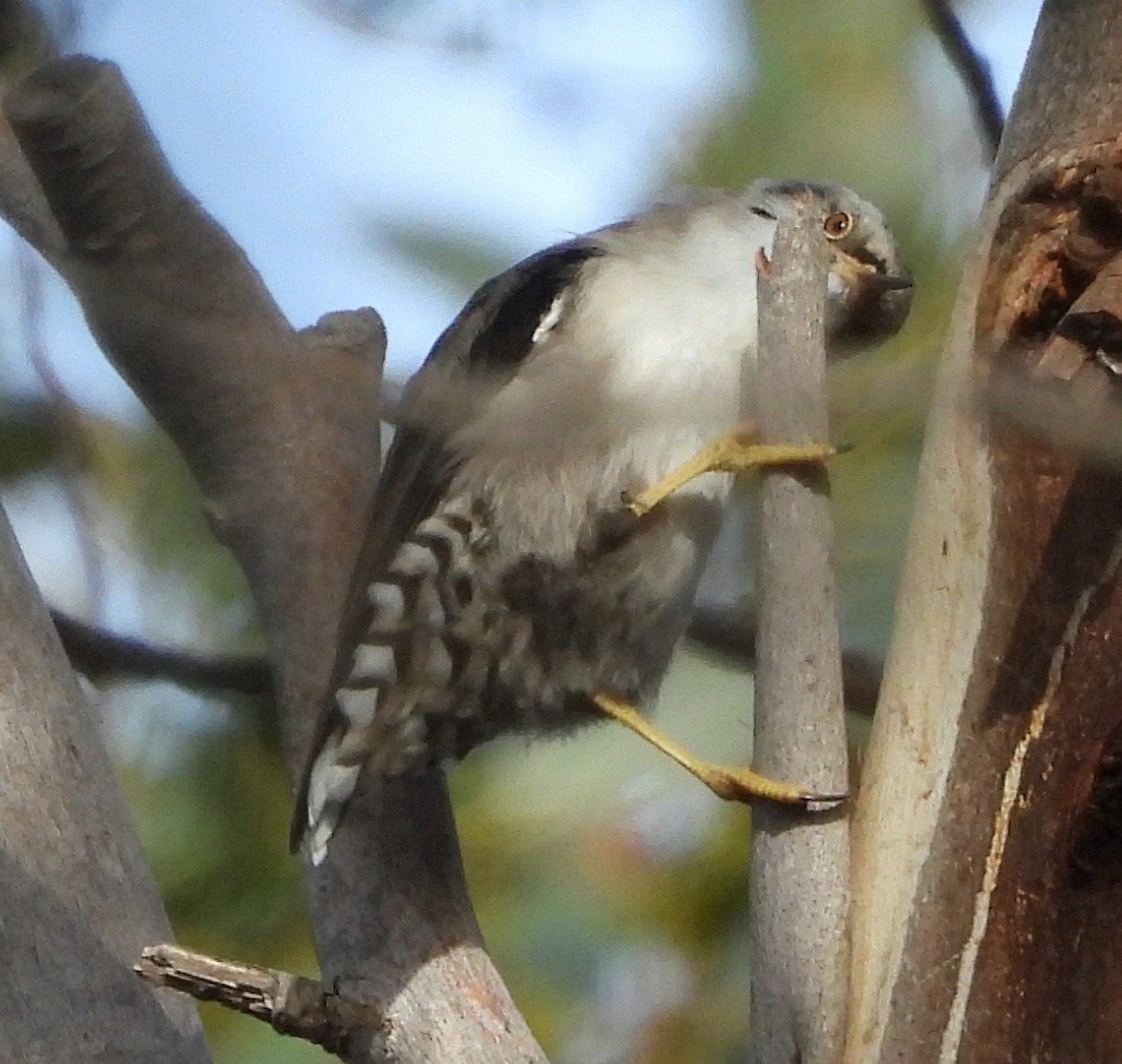 Varied Sittella - Rodney van den Brink