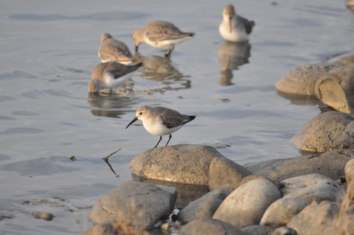 Dunlin - Samuel Hilaire