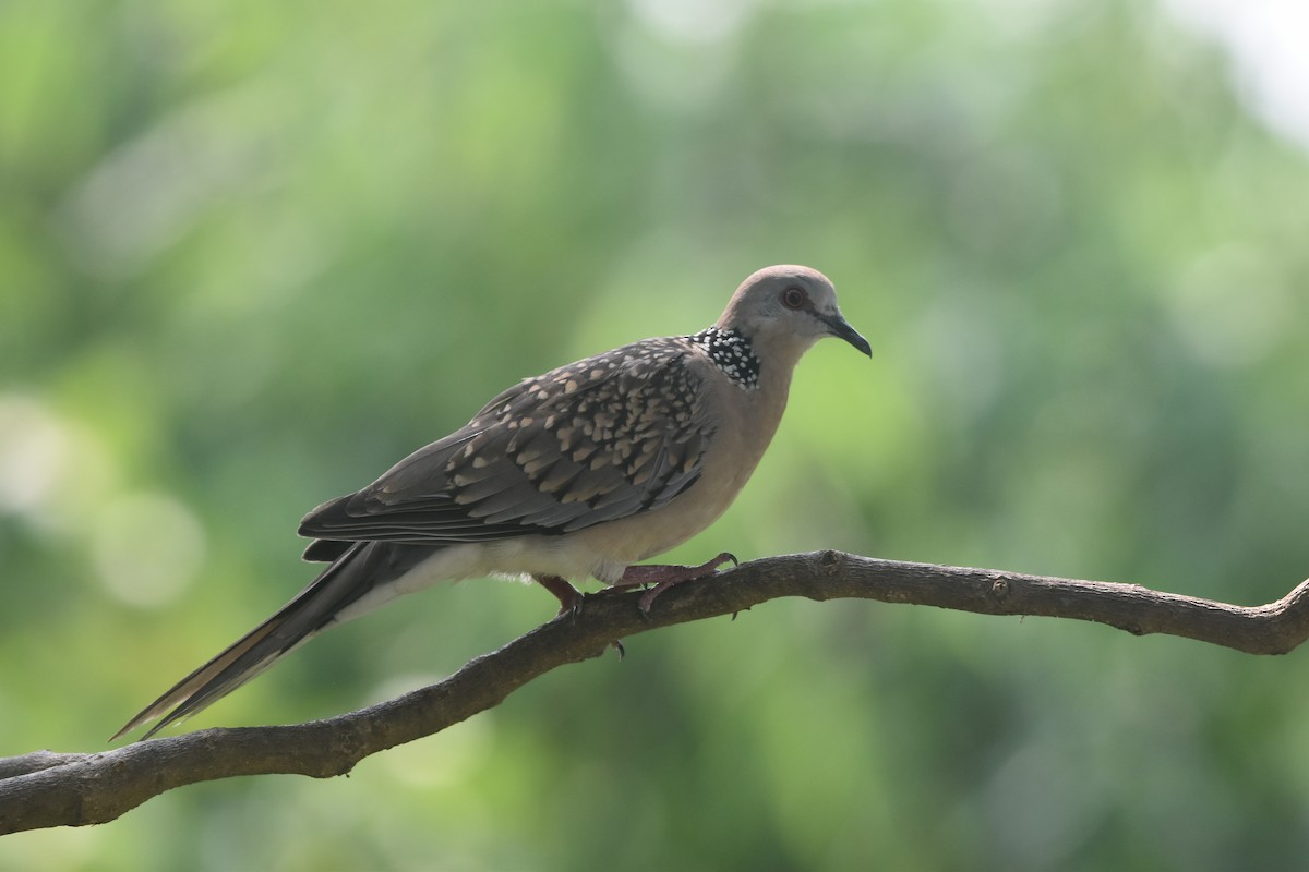 Spotted Dove - Gyanchandra Gyani