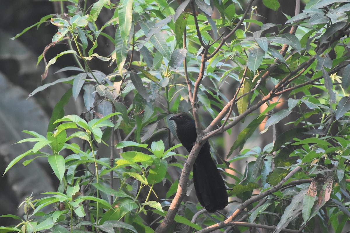 Greater Coucal - Gyanchandra Gyani