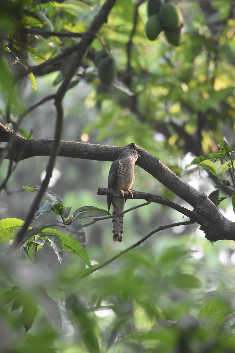 Common Hawk-Cuckoo - Gyanchandra Gyani