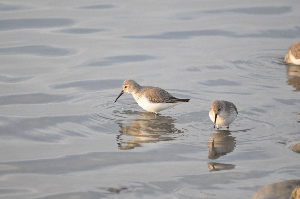 Dunlin - Samuel Hilaire