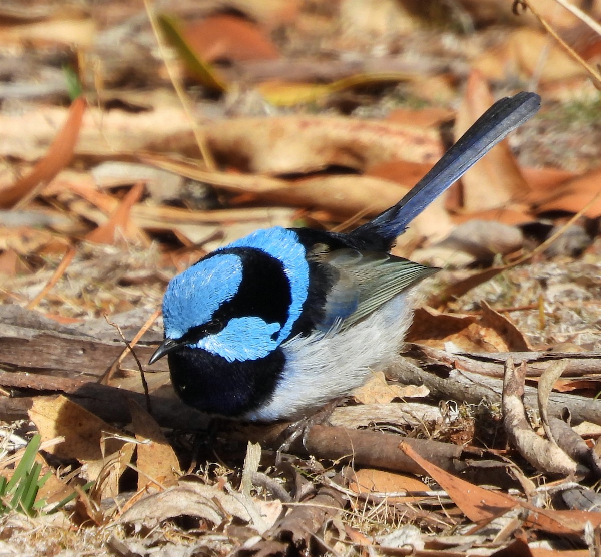 Superb Fairywren - Rodney van den Brink