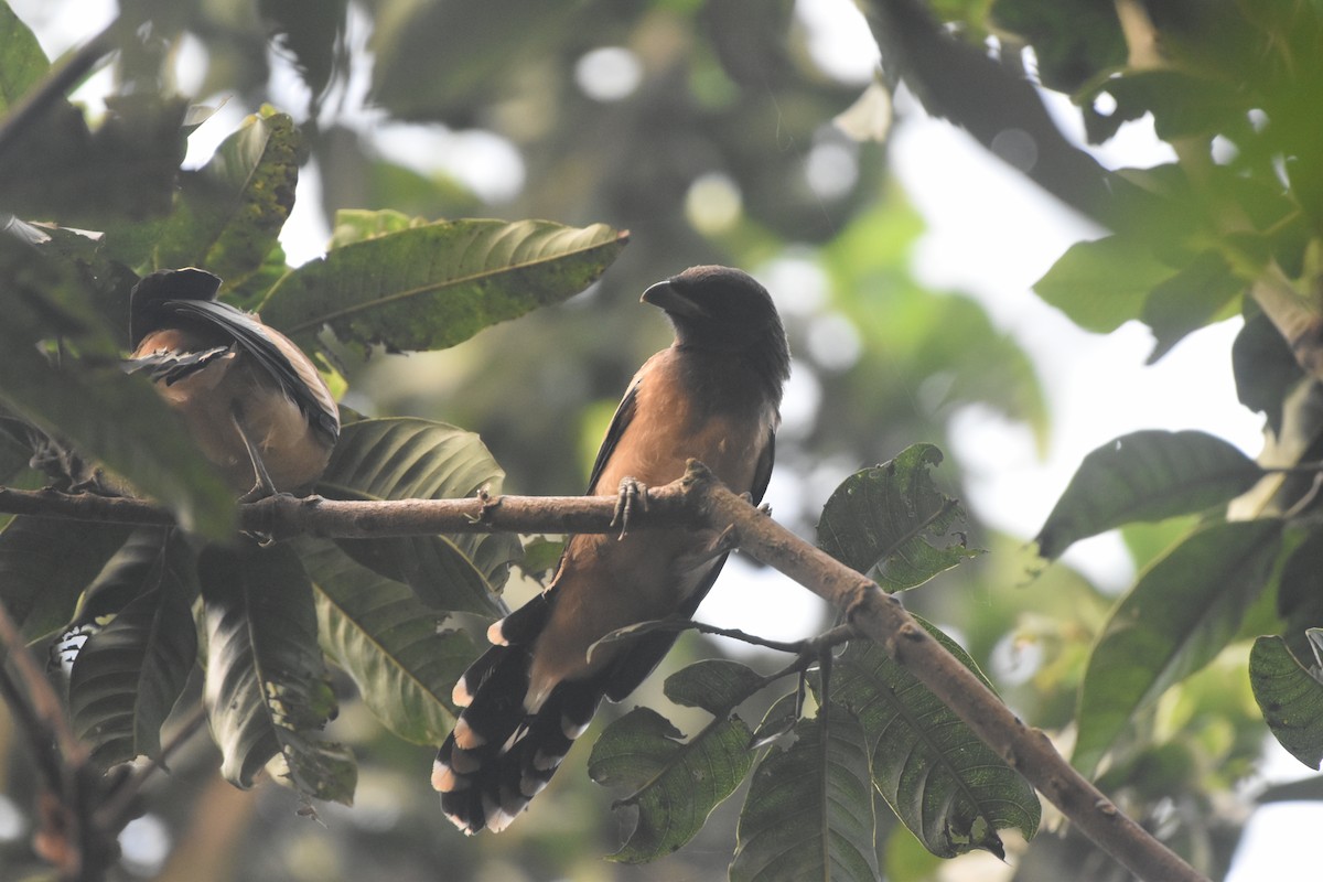 Rufous Treepie - ML619477368