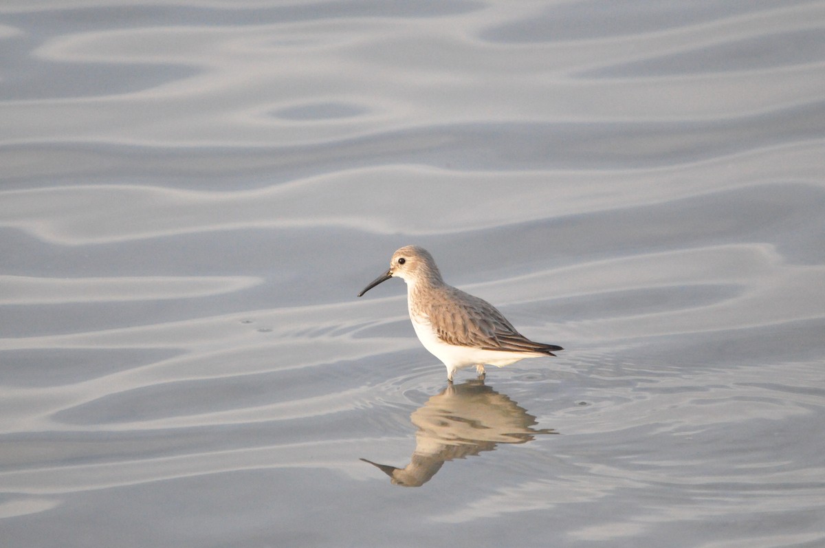 Dunlin - Samuel Hilaire