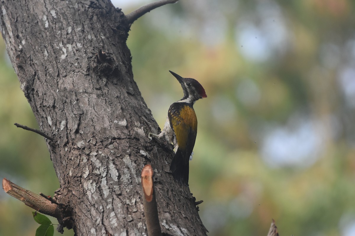 Black-rumped Flameback - Gyanchandra Gyani