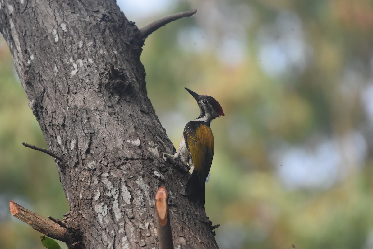 Black-rumped Flameback - Gyanchandra Gyani