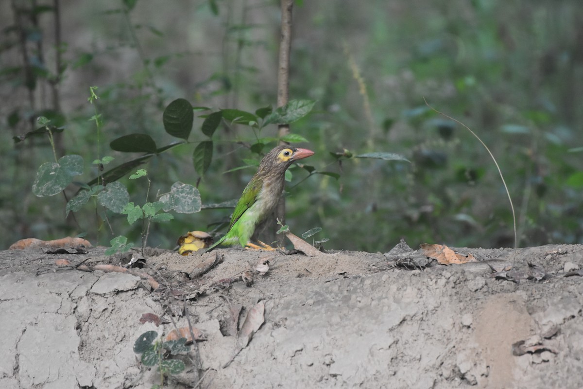 Brown-headed Barbet - ML619477376