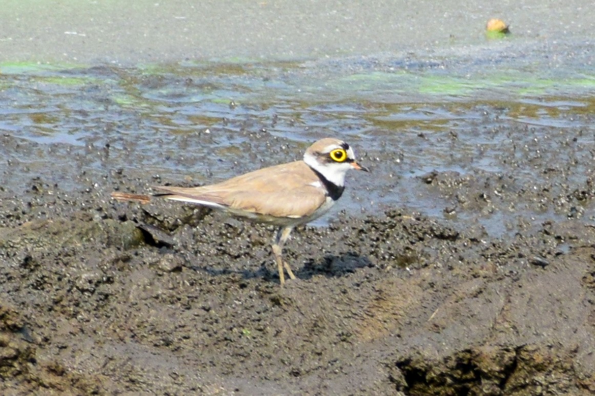 Little Ringed Plover - Dr Sudhir  Jain