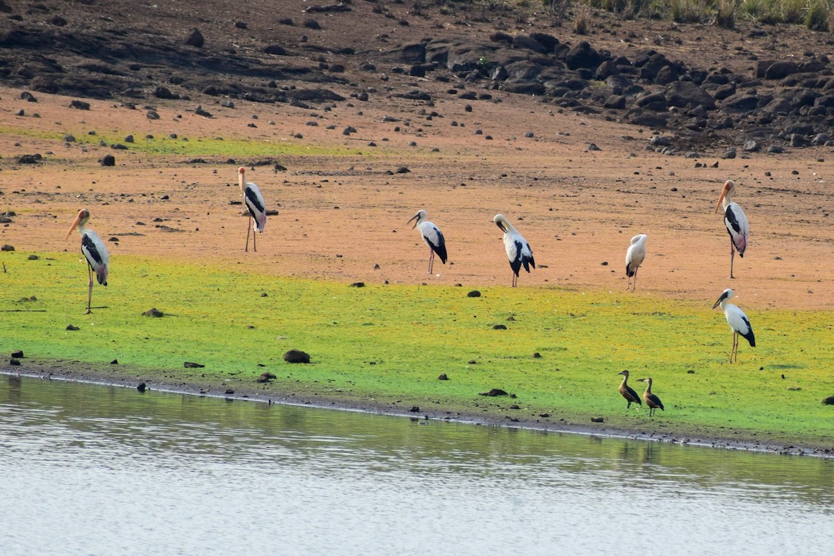 Asian Openbill - Dr Sudhir  Jain