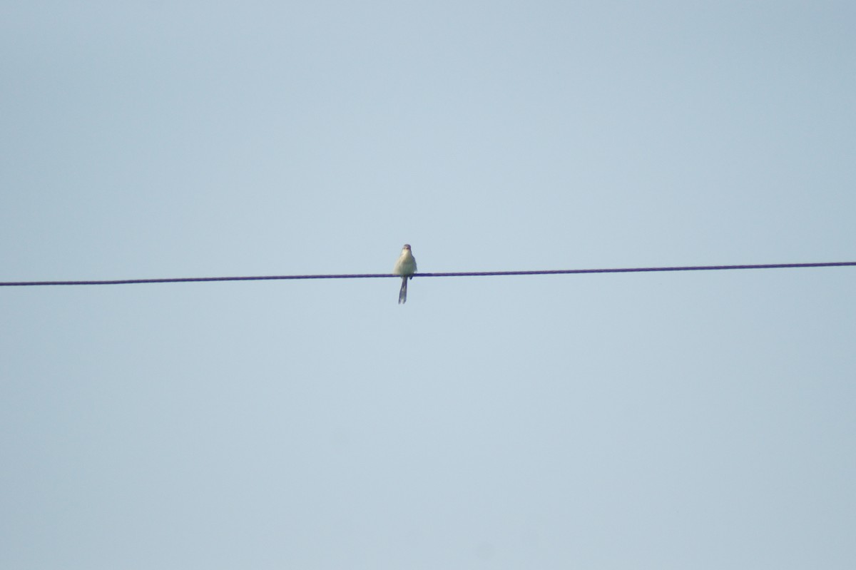 Gray-breasted Prinia - vivy tuan