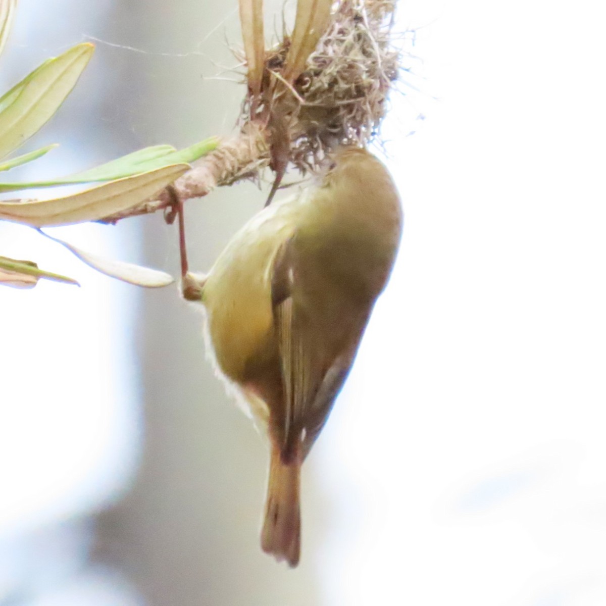 Brown Thornbill - Sarah Chaplin