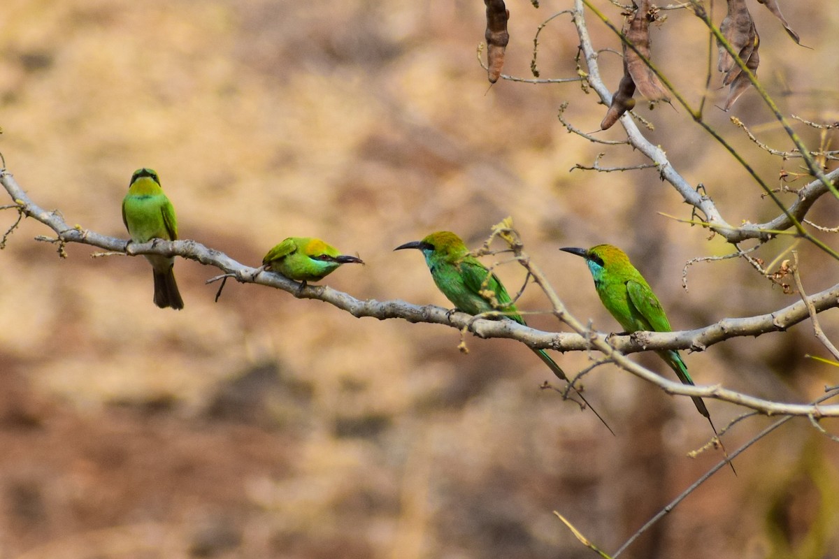 Asian Green Bee-eater - Dr Sudhir  Jain