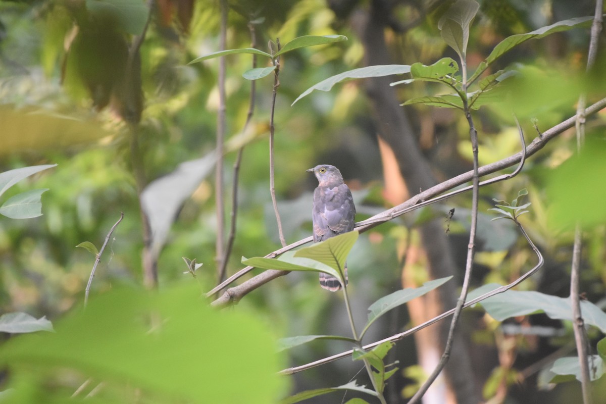 Common Hawk-Cuckoo - Gyanchandra Gyani