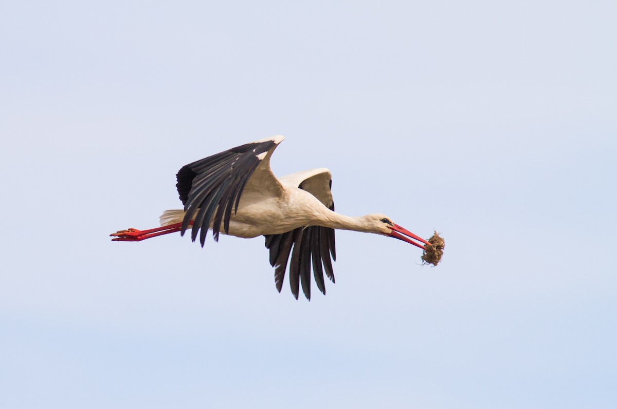 White Stork - Anonymous