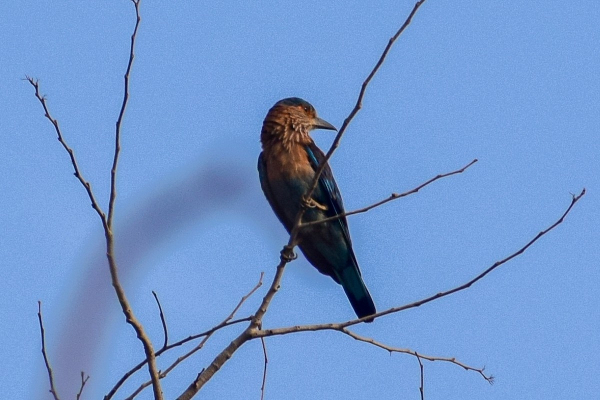 Indian Roller - Dr Sudhir  Jain