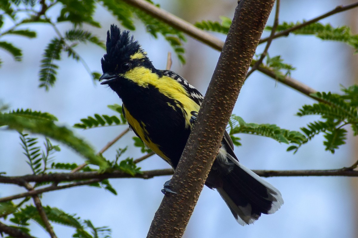 Indian Yellow Tit - Dr Sudhir  Jain