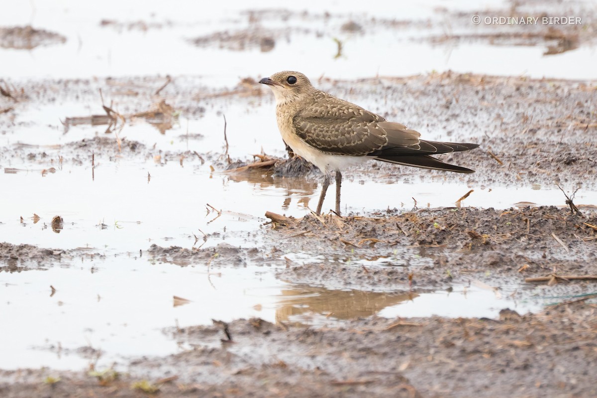 Oriental Pratincole - ordinary birder