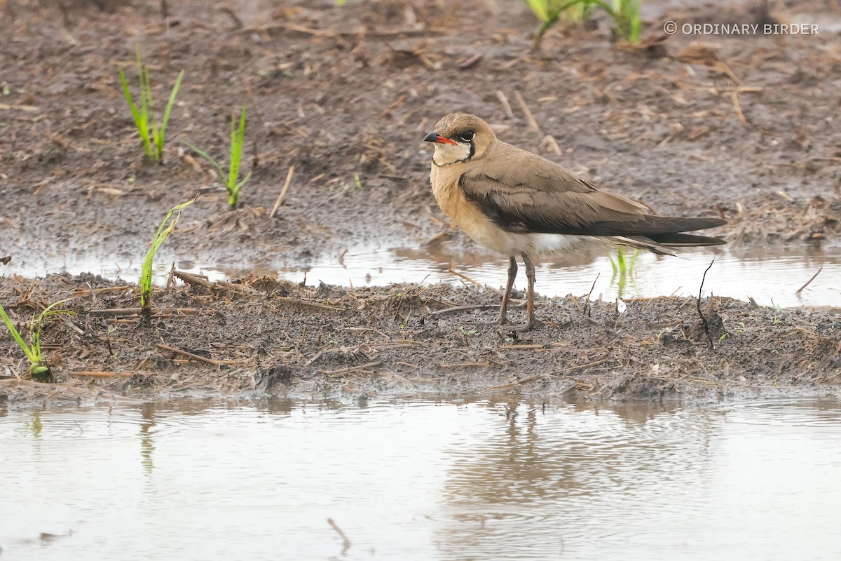 Oriental Pratincole - ordinary birder